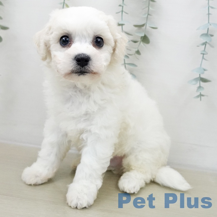 ビション・フリーゼ