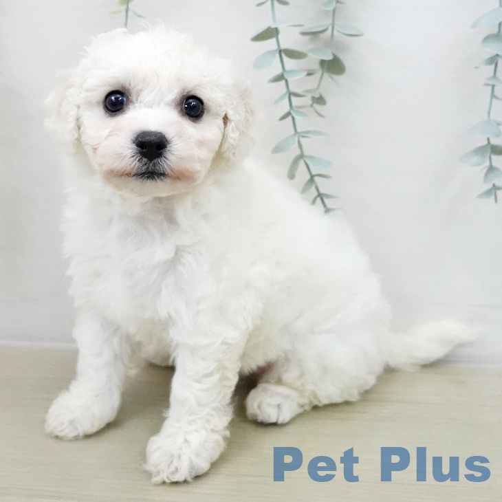 東京都のビションフリーゼ (ペットプラス むさし村山店/2025年12月11日生まれ/女の子/ホワイト)の子犬の1枚目の画像