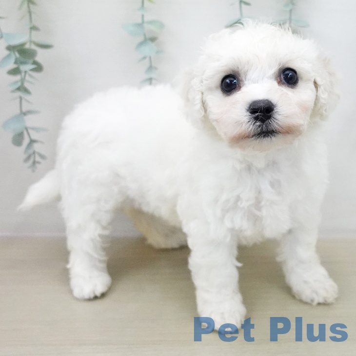 東京都のビションフリーゼ (ペットプラス むさし村山店/2025年12月11日生まれ/女の子/ホワイト)の子犬の2枚目の画像