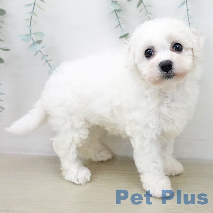 神奈川県のビションフリーゼ (ペットプラス ゆめが丘ソラトス店/2025年12月11日生まれ/女の子/ホワイト)の子犬の1枚目の画像