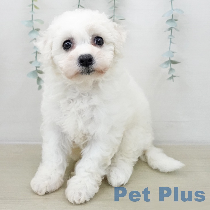 神奈川県のビションフリーゼ (ペットプラス ゆめが丘ソラトス店/2025年12月11日生まれ/女の子/ホワイト)の子犬の2枚目の画像