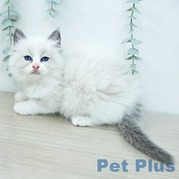 ラグドールの写真2