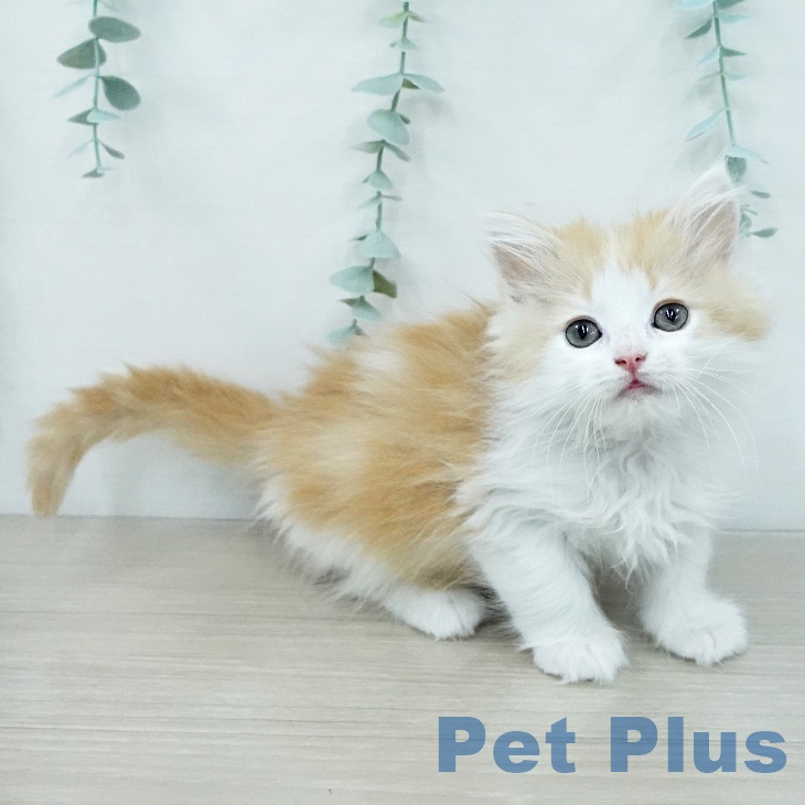 埼玉県のラガマフィン (ペットプラス 浦和美園店/2025年11月27日生まれ/男の子/レッドタビーホワイト)の子猫の2枚目の画像