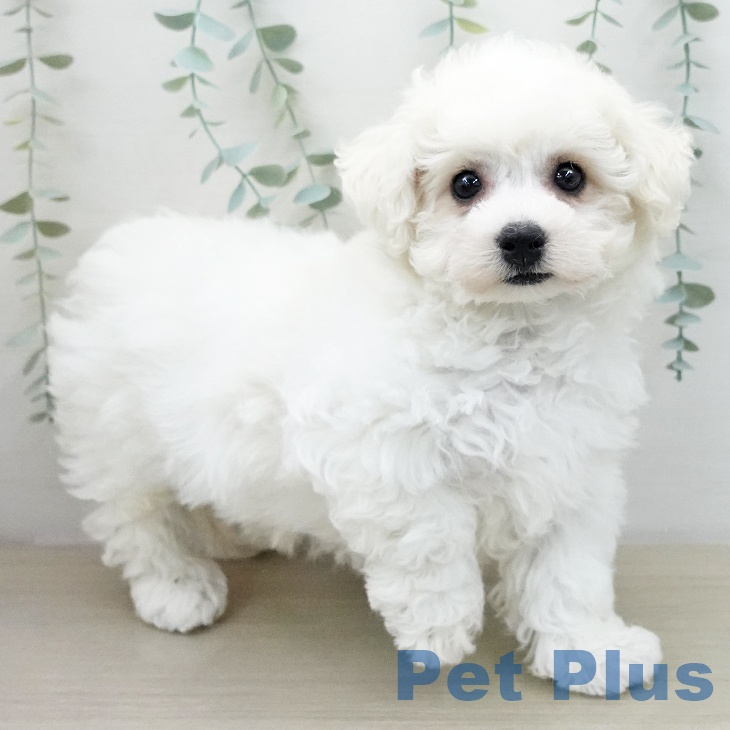 東京都のビションフリーゼ (ペッツワン 青梅インター店/2025年12月10日生まれ/女の子/ホワイト)の子犬の2枚目の画像