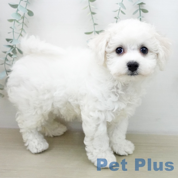 千葉県のビションフリーゼ (ペットプラス 海浜幕張店/2025年12月10日生まれ/女の子/ホワイト)の子犬の1枚目の画像