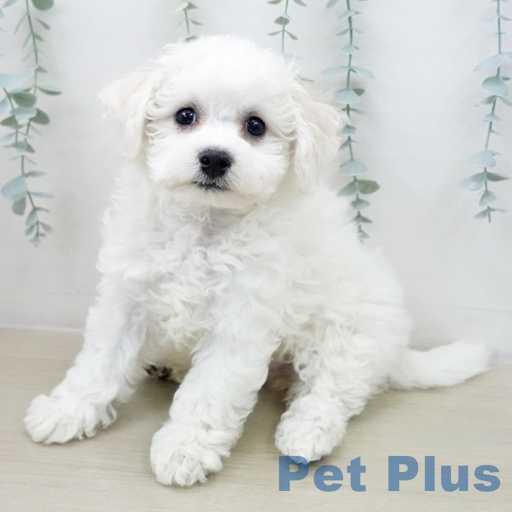 千葉県のビションフリーゼ (ペットプラス 海浜幕張店/2025年12月10日生まれ/女の子/ホワイト)の子犬の2枚目の画像