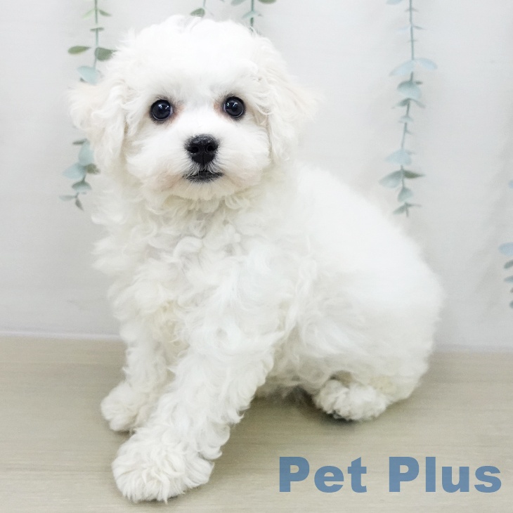 東京都のビションフリーゼ (ペットプラス MARK IS 葛飾かなまち店/2025年12月10日生まれ/女の子/ホワイト)の子犬の1枚目の画像