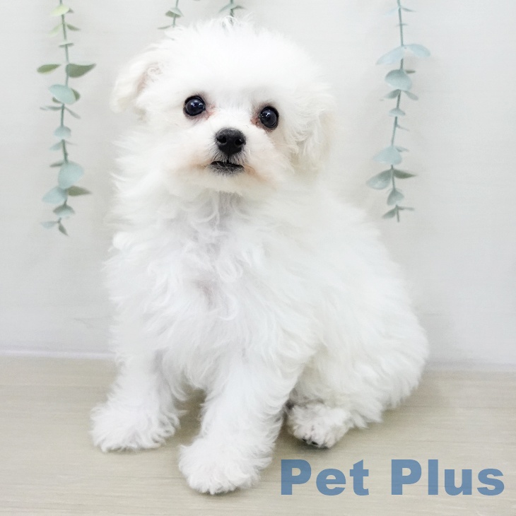 山梨県のビションフリーゼ (ペットプラス 甲府国母店/2025年11月24日生まれ/女の子/ホワイト)の子犬の1枚目の画像