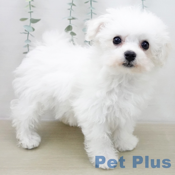 山梨県のビションフリーゼ (ペットプラス 甲府国母店/2025年11月24日生まれ/女の子/ホワイト)の子犬の2枚目の画像