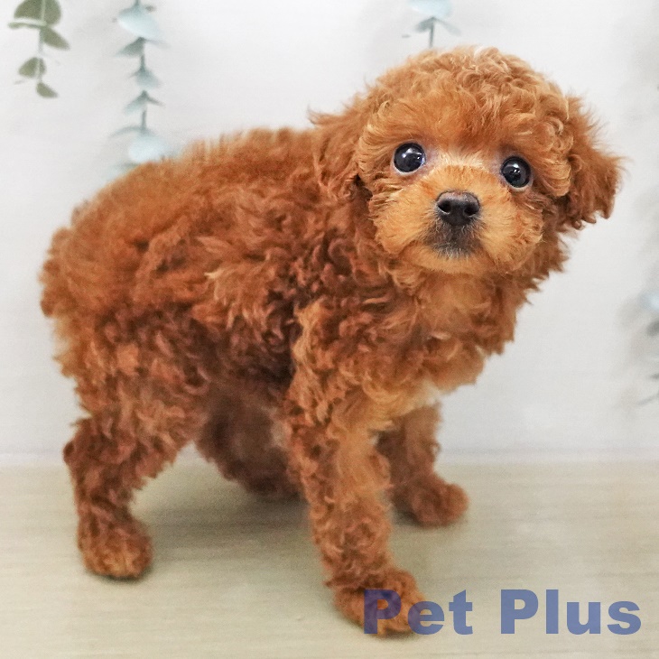 東京都のトイプードル(トイ) (ペットプラス 板橋店/2025年12月11日生まれ/女の子/アプリコット)の子犬の1枚目の画像