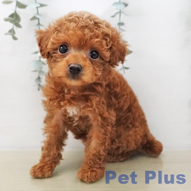東京都のトイプードル(トイ) (ペットプラス 板橋店/2025年12月11日生まれ/女の子/アプリコット)の子犬の2枚目の画像