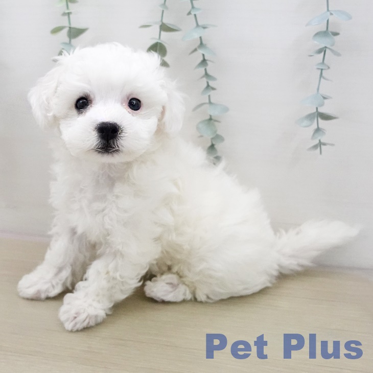 千葉県のビションフリーゼ (ペットプラス 八千代緑が丘店/2025年12月11日生まれ/男の子/ホワイト)の子犬の1枚目の画像
