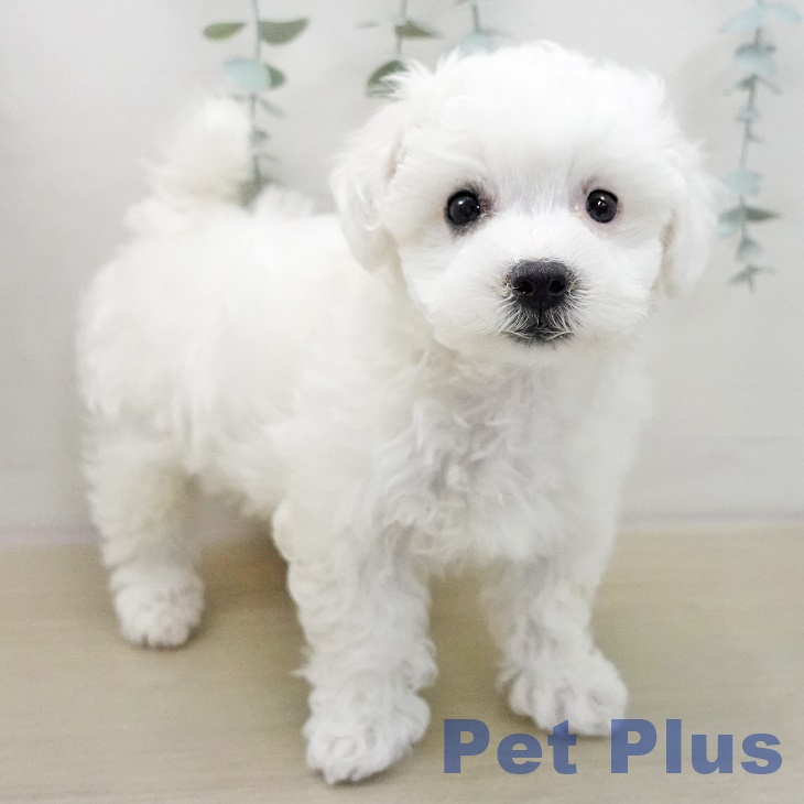 千葉県のビションフリーゼ (ペットプラス 八千代緑が丘店/2025年12月11日生まれ/男の子/ホワイト)の子犬の2枚目の画像