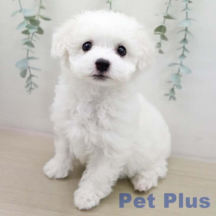 千葉県のビションフリーゼ (ペットプラス 船橋店/2025年12月11日生まれ/男の子/ホワイト)の子犬の1枚目の画像
