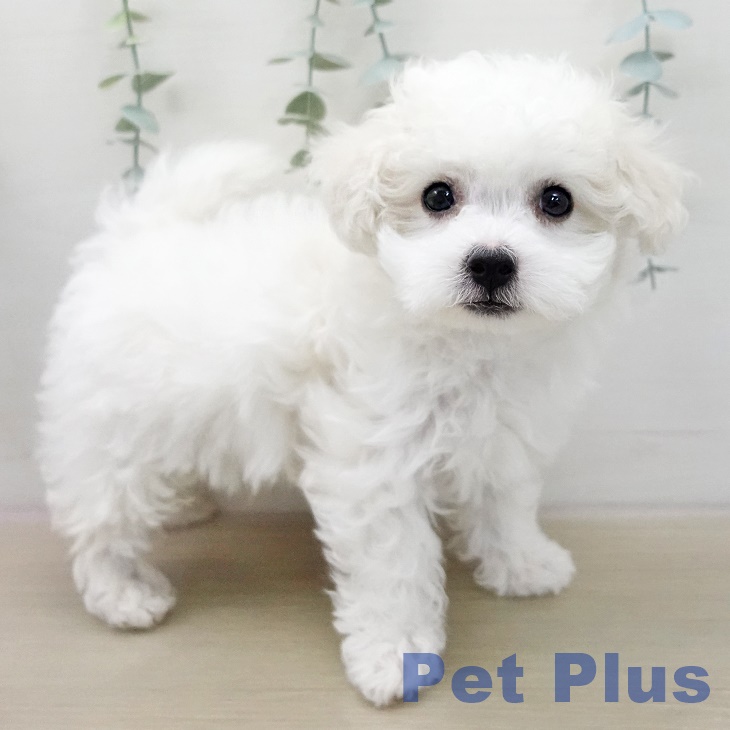 埼玉県のビションフリーゼ (ペットプラス ピオニウォーク東松山店/2025年12月11日生まれ/男の子/ホワイト)の子犬の1枚目の画像