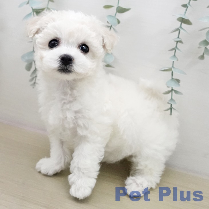 埼玉県のビションフリーゼ (ペッツワン 浦和美園店/2025年12月11日生まれ/女の子/ホワイト)の子犬の1枚目の画像