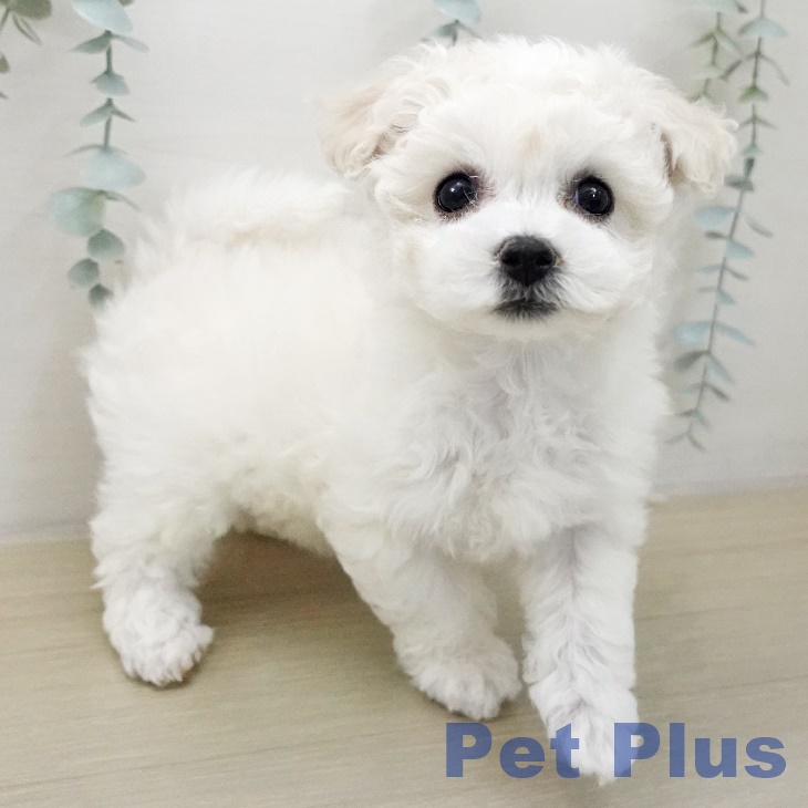 埼玉県のビションフリーゼ (ペッツワン 浦和美園店/2025年12月11日生まれ/女の子/ホワイト)の子犬の2枚目の画像