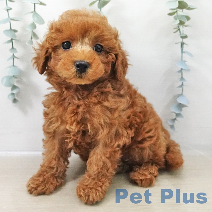 千葉県のトイプードル(トイ) (ペットプラス 船橋店/2025年12月10日生まれ/男の子/レッド)の子犬の1枚目の画像