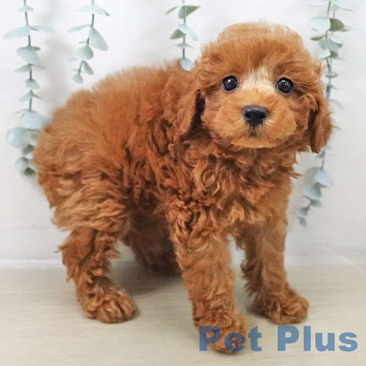 千葉県のトイプードル(トイ) (ペットプラス 船橋店/2025年12月10日生まれ/男の子/レッド)の子犬の2枚目の画像