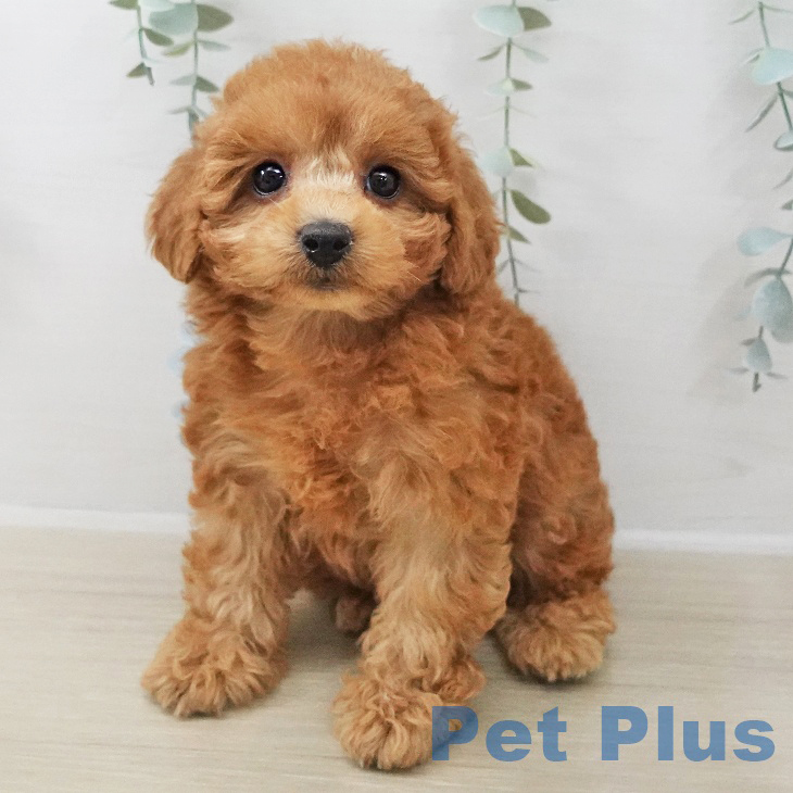 トイ・プードル