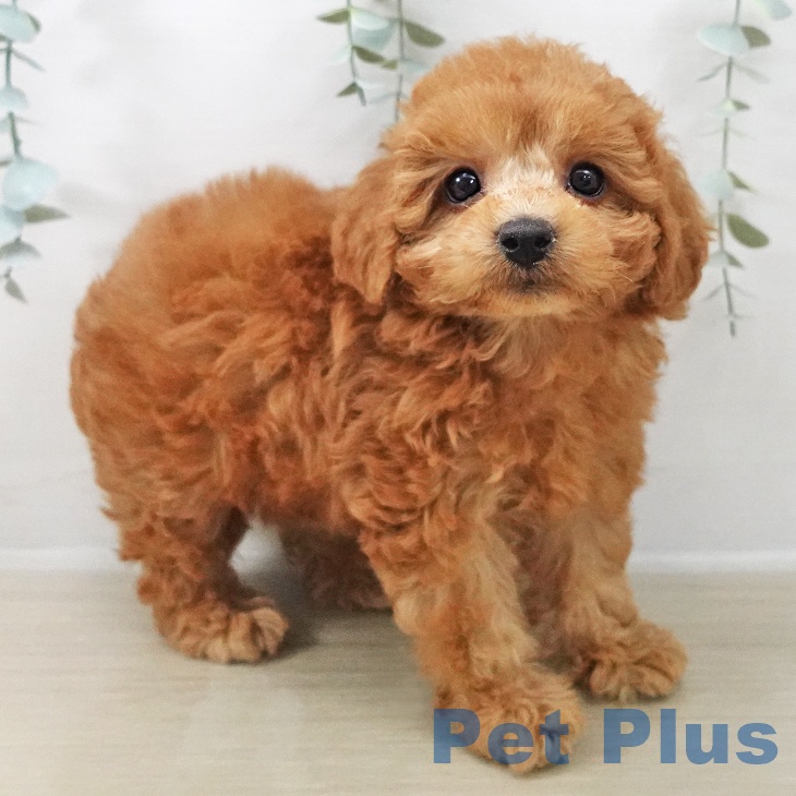 トイ・プードルの写真2