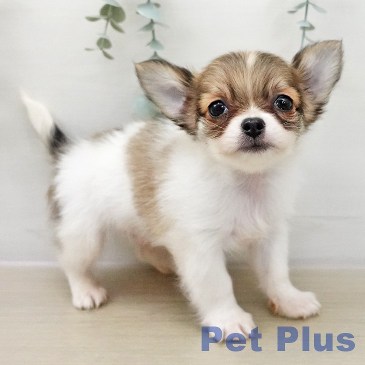 長野県のチワワ(ロング) (ペットプラス 長野店/2025年12月11日生まれ/男の子/フォーンホワイト)の子犬