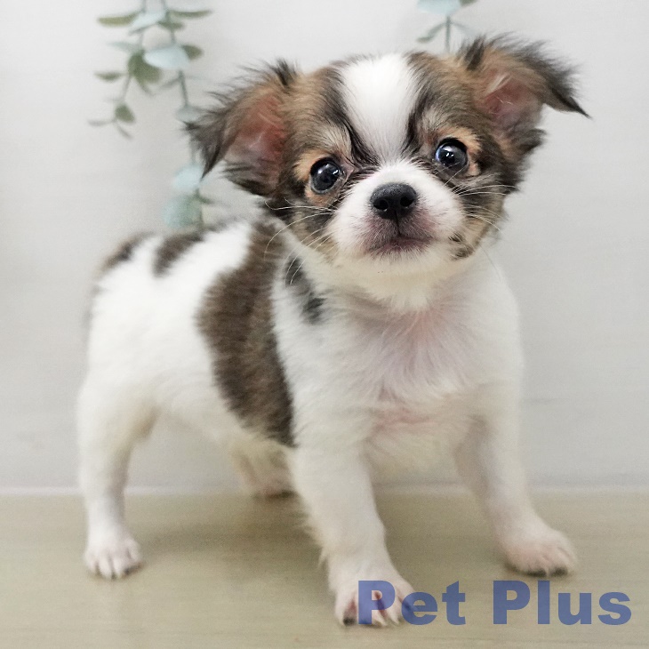 長野県のチワワ(ロング) (ペットプラス 松本店/2025年12月11日生まれ/男の子/フォーンホワイト)の子犬の1枚目の画像