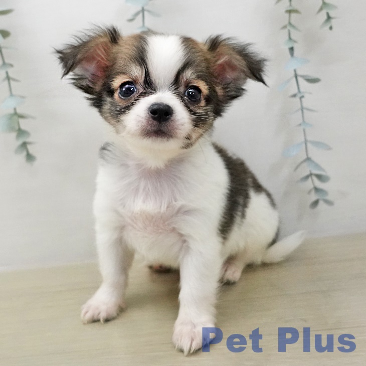 長野県のチワワ(ロング) (ペットプラス 松本店/2025年12月11日生まれ/男の子/フォーンホワイト)の子犬の2枚目の画像