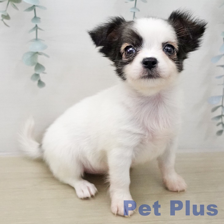 埼玉県のチワワ(ロング) (ペットプラス 川口店/2025年12月11日生まれ/女の子/フォーンホワイト)の子犬の1枚目の画像