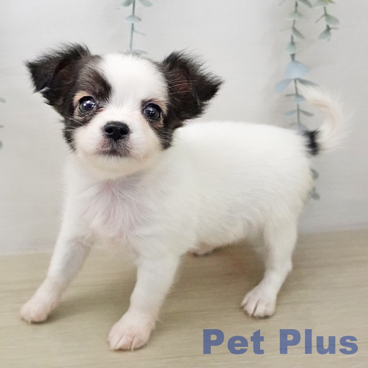 埼玉県のチワワ(ロング) (ペットプラス 川口店/2025年12月11日生まれ/女の子/フォーンホワイト)の子犬の2枚目の画像