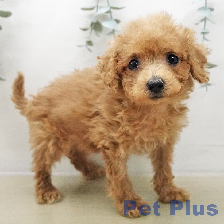 東京都のトイプードル(トイ) (ペッツワン 青梅インター店/2025年12月3日生まれ/女の子/アプリコット)の子犬の2枚目の画像