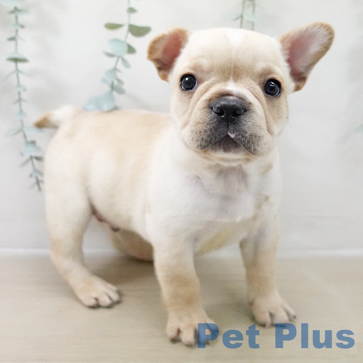 フレンチ・ブルドッグ