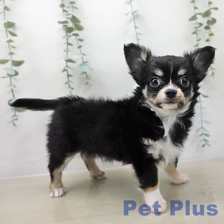 埼玉県のチワワ(ロング) (ペッツワン 浦和美園店/2025年12月9日生まれ/男の子/ブラックタンホワイト)の子犬の1枚目の画像