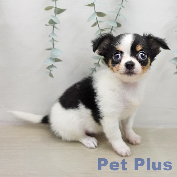 埼玉県のチワワ(ロング) (ペットプラス 川口店/2025年11月29日生まれ/女の子/ブラックタンホワイト)の子犬の1枚目の画像