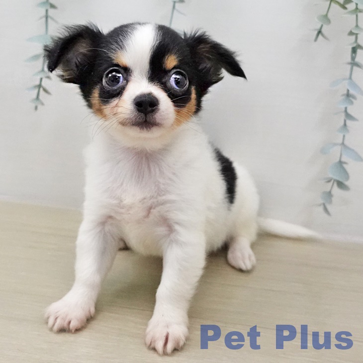 埼玉県のチワワ(ロング) (ペットプラス 川口店/2025年11月29日生まれ/女の子/ブラックタンホワイト)の子犬の2枚目の画像