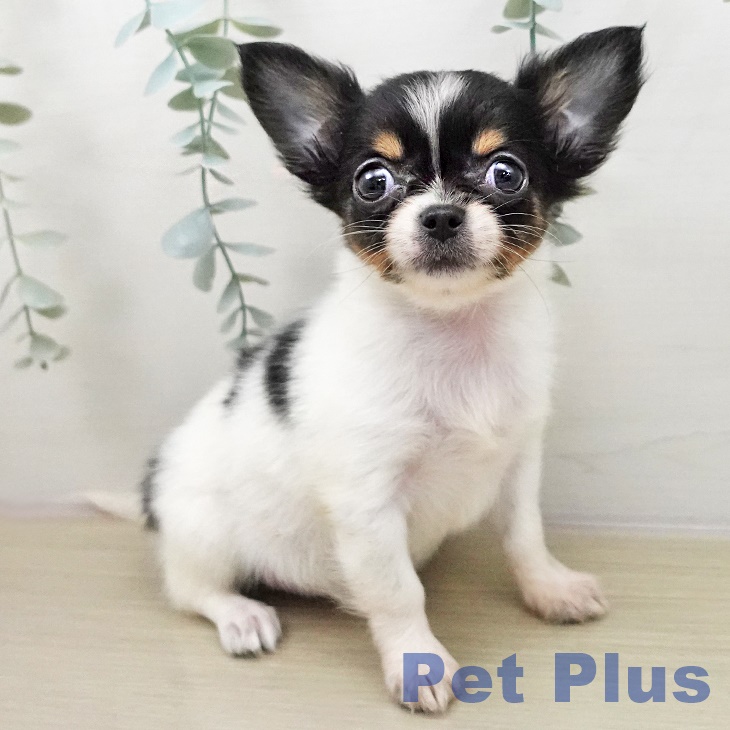 千葉県のチワワ(ロング) (ペットプラス 幕張新都心店/2025年11月29日生まれ/女の子/ホワイトブラックタン)の子犬