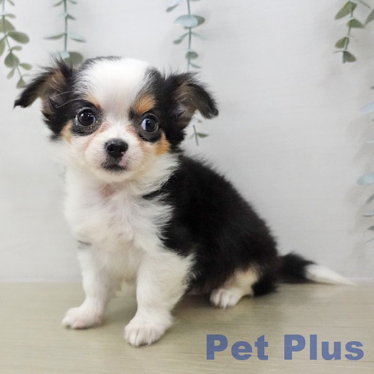 埼玉県のチワワ(ロング) (ペットプラス 羽生店/2025年11月29日生まれ/女の子/ホワイトブラックタン)の子犬