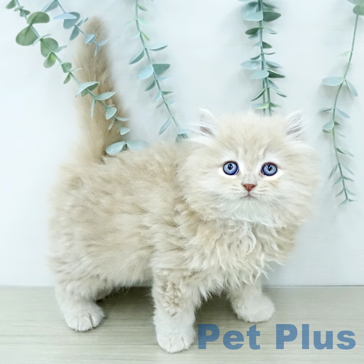 宮崎県のラガマフィン (ペットプラス 宮崎店/2025年12月11日生まれ/男の子/クリームタビー)の子猫の1枚目の画像