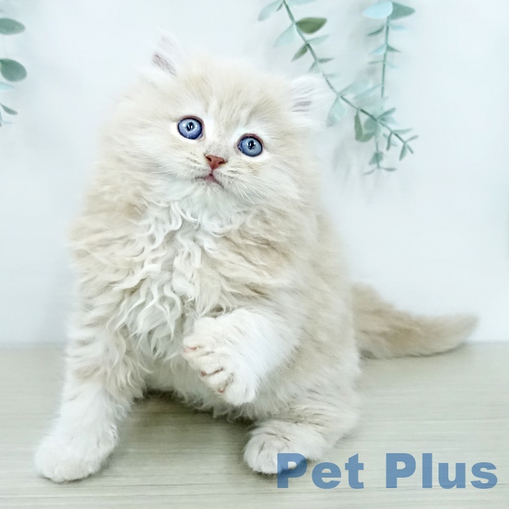 宮崎県のラガマフィン (ペットプラス 宮崎店/2025年12月11日生まれ/男の子/クリームタビー)の子猫の2枚目の画像