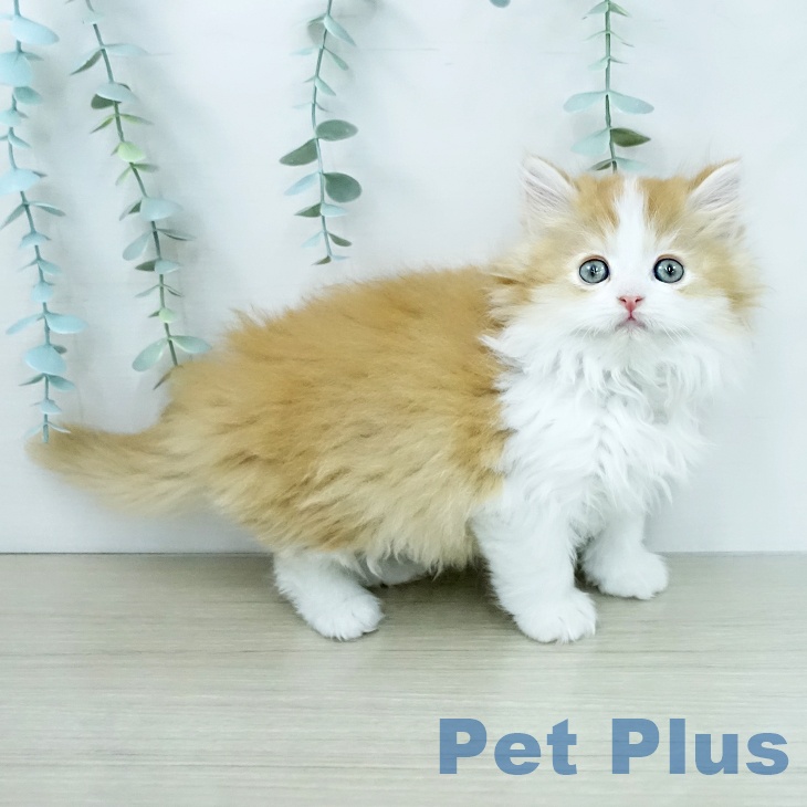 ラガマフィンの写真2