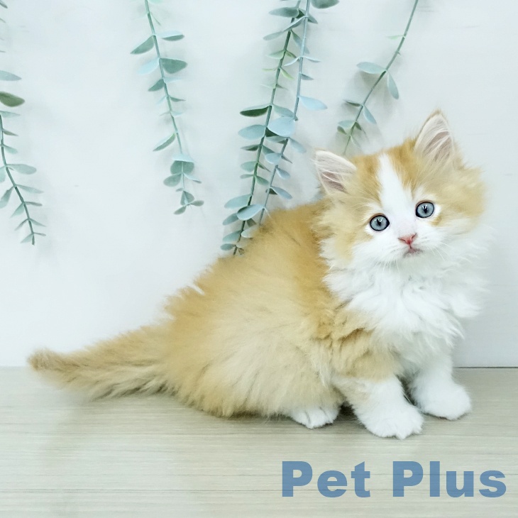 ラガマフィンの写真2