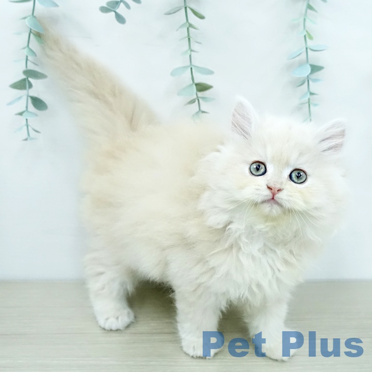 埼玉県のラガマフィン (ペッツワン 浦和美園店/2025年12月12日生まれ/女の子/クリームタビー)の子猫の1枚目の画像