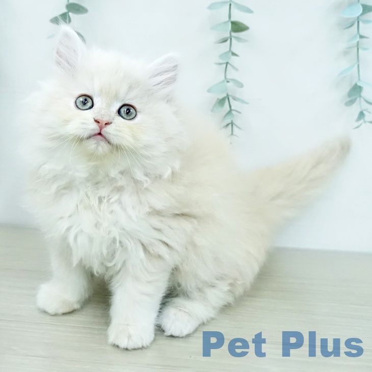 埼玉県のラガマフィン (ペッツワン 浦和美園店/2025年12月12日生まれ/女の子/クリームタビー)の子猫の2枚目の画像