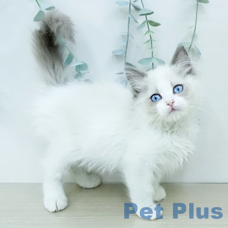 群馬県のラグドール (ペットプラス 前橋店/2025年12月3日生まれ/男の子/ブルーポイントバイカラー)の子猫