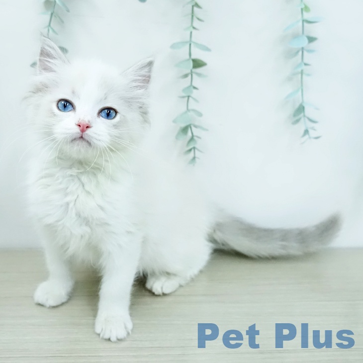 岩手県のラグドール (ペットプラス 盛岡南店/2025年12月3日生まれ/女の子/ブルーポイントバイカラー)の子猫の1枚目の画像