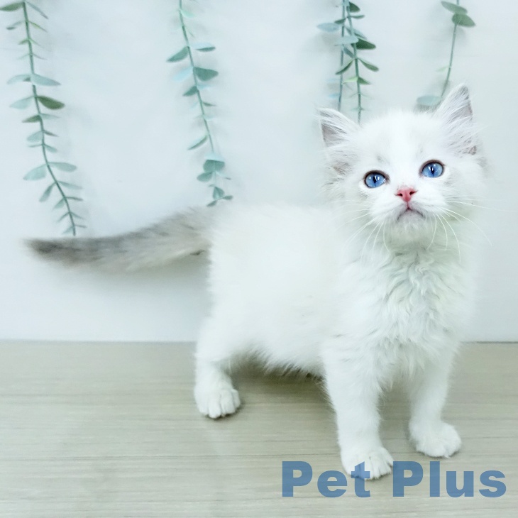 岩手県のラグドール (ペットプラス 盛岡南店/2025年12月3日生まれ/女の子/ブルーポイントバイカラー)の子猫の2枚目の画像