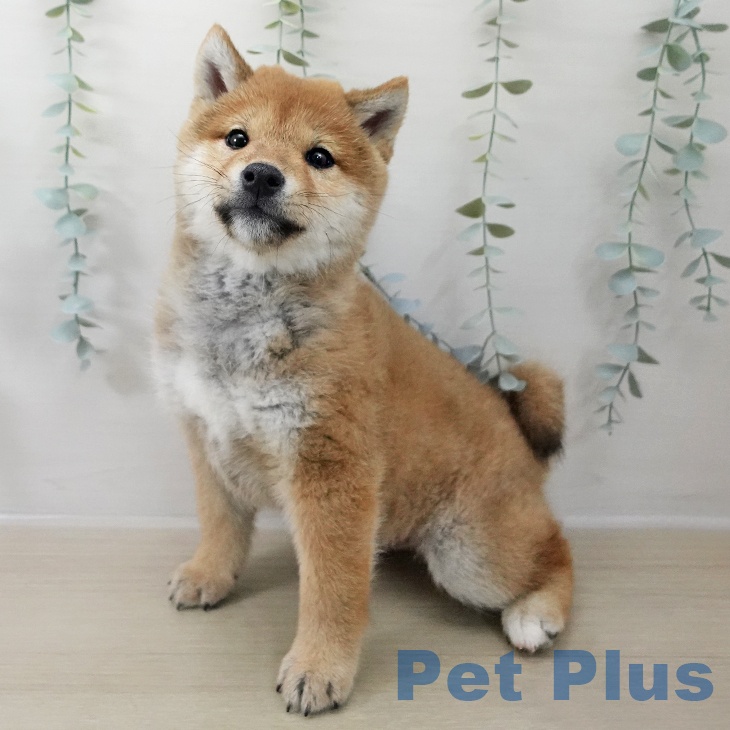 埼玉県の柴犬(標準サイズ) (ペッツワン 浦和美園店/2025年12月12日生まれ/男の子/赤)の子犬の1枚目の画像