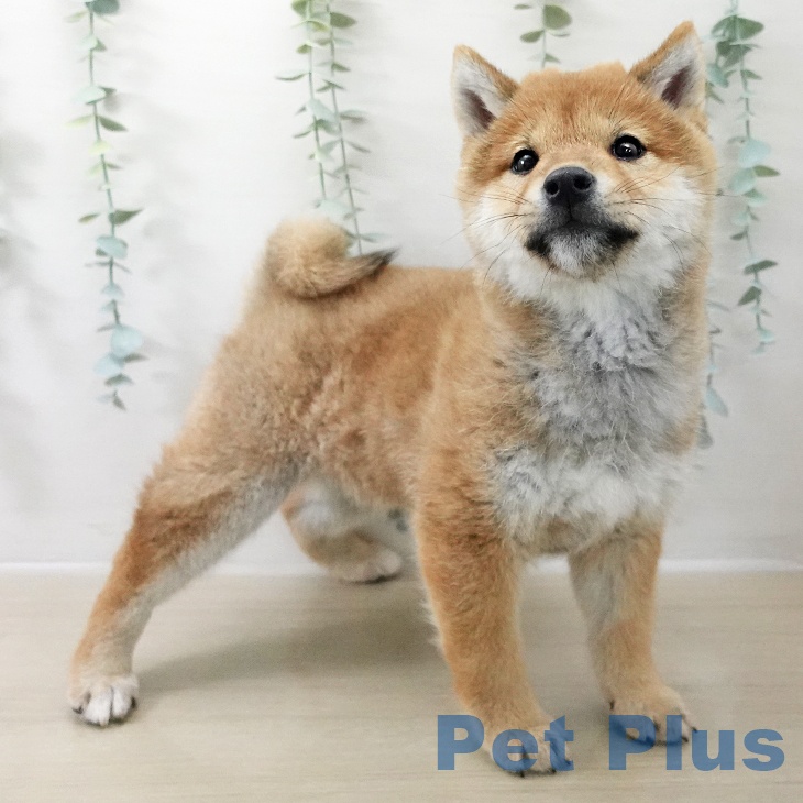 埼玉県の柴犬(標準サイズ) (ペッツワン 浦和美園店/2025年12月12日生まれ/男の子/赤)の子犬の2枚目の画像