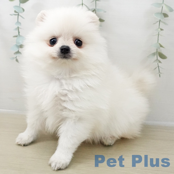 ポメラニアンの写真2