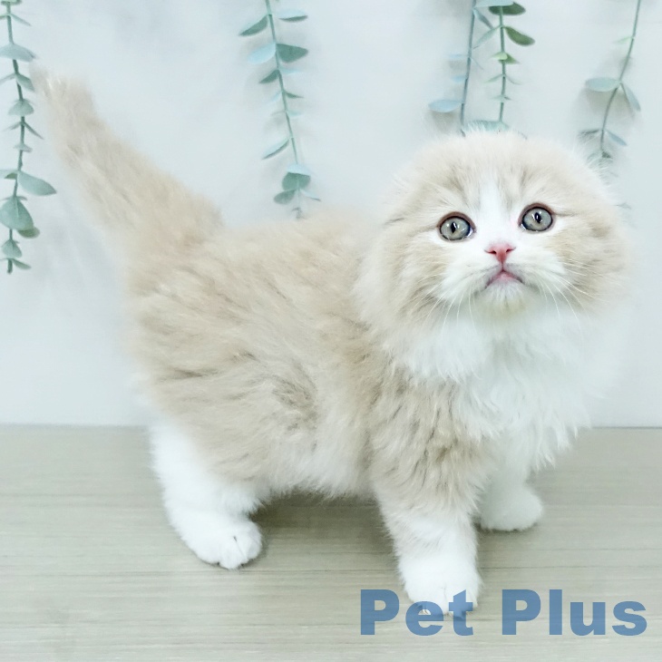 埼玉県のスコティッシュフォールド (ペッツワン 浦和美園店/2025年12月12日生まれ/男の子/クリームタビーホワイト)の子猫の1枚目の画像